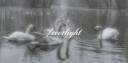 Discovery splash banner for ꒰੭ /everlight ⸝⸝ 𝘀𝘁𝗼𝘅・𝗮𝗻𝗴𝗲𝗹𝗰𝗼𝗿𝗲・𝘀𝗼𝗰𝗶𝗮𝗹・𝗵𝗮𝗻𝗴𝗼𝘂𝘁 ・𝗰𝗵𝗶𝗹𝗹 𐦯 Discord server