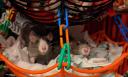 Discovery splash banner for Rat Ranch Discord server
