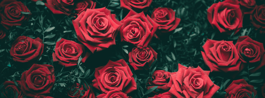 Discovery splash banner for Roz Sorkh 🌹 Discord server