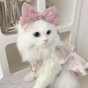 Discovery icon for 🎀 Ask To Dm ^⩊^⟆ Cutecats﹒Social﹒Active﹒Guild tags﹒Vc﹒Giveaways & Emotes﹒Ask2DM Discord server