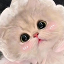 Discovery icon for ✿ kitty 🌷 ★・ sfw & icons ・active・ giveaways ・ vc ・ anime ・ emotes・games ・・social Discord server
