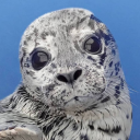 Discovery icon for Marine Mammal Rescue Discord server